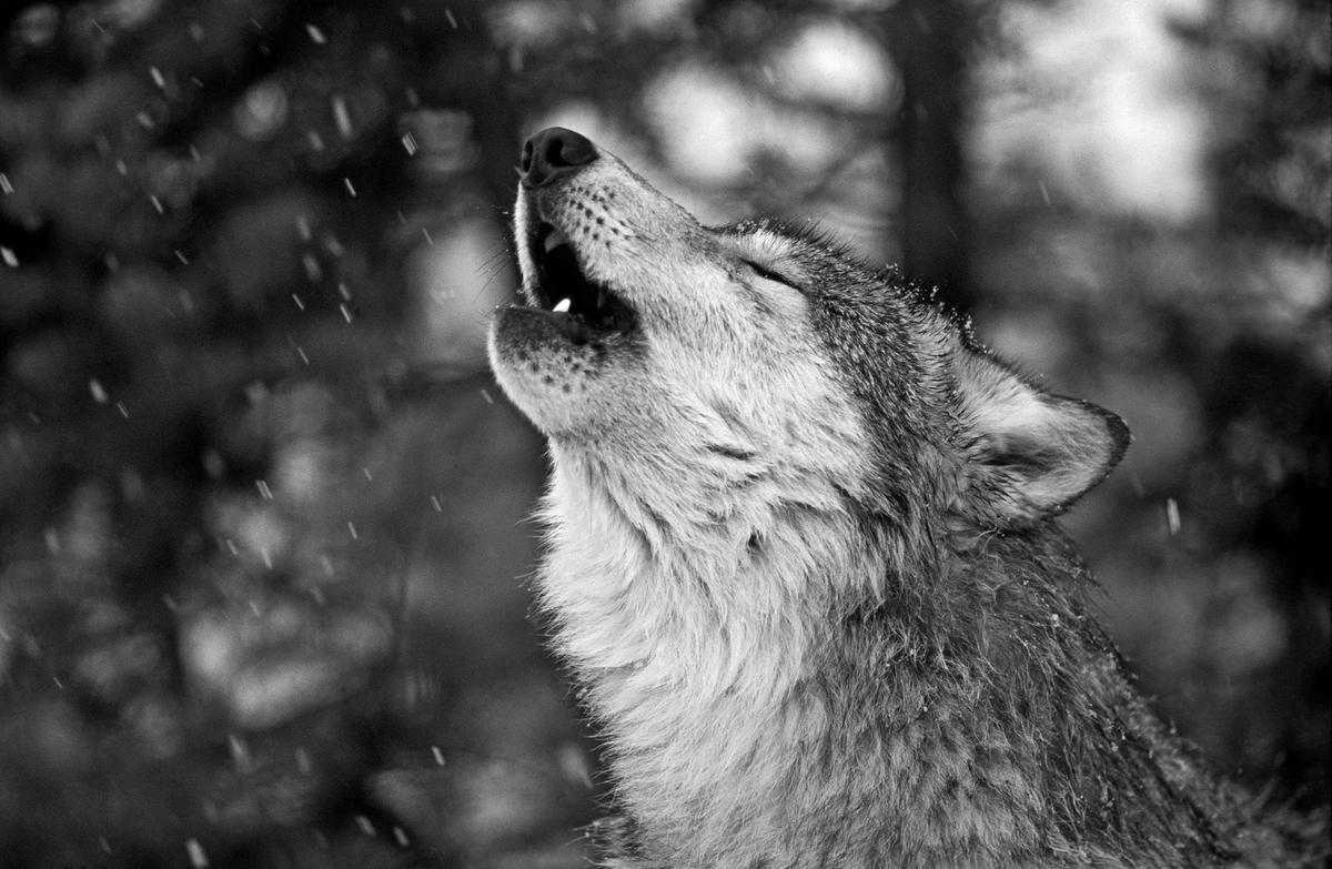 A gray wolf howling in falling snow